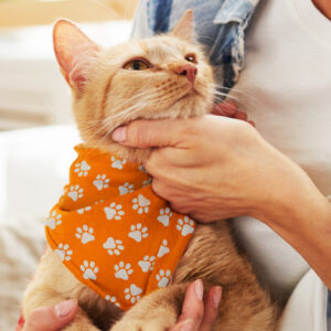 Small Pet Scarf