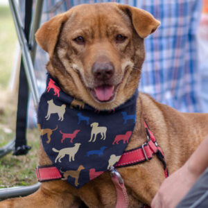 Medium Pet Scarf